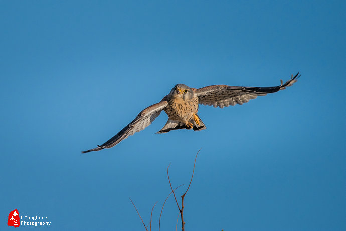 沈阳莫子山公园榆树,沈阳莫子山公园游记