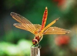 蜻和蜓的区分方法,蜻蜓的蜻和蜓怎么区分