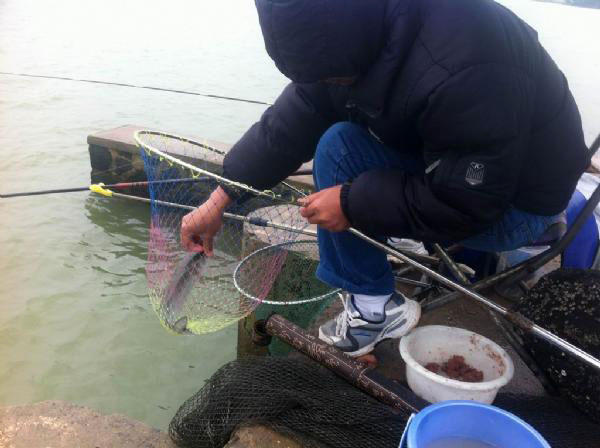 湛江钓水面乌头,湛江雷州钓乌头
