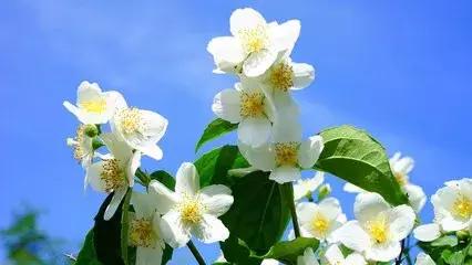 十大最香花卉,十大流行花卉排行榜