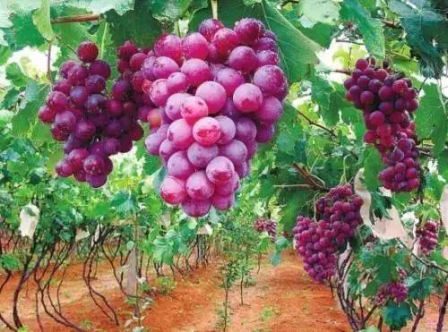 大红河视频,大红河