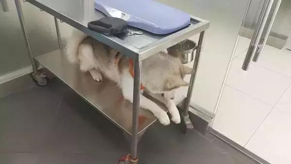 中国为什么没有正规的宠物医院,国内靠谱的宠物医院