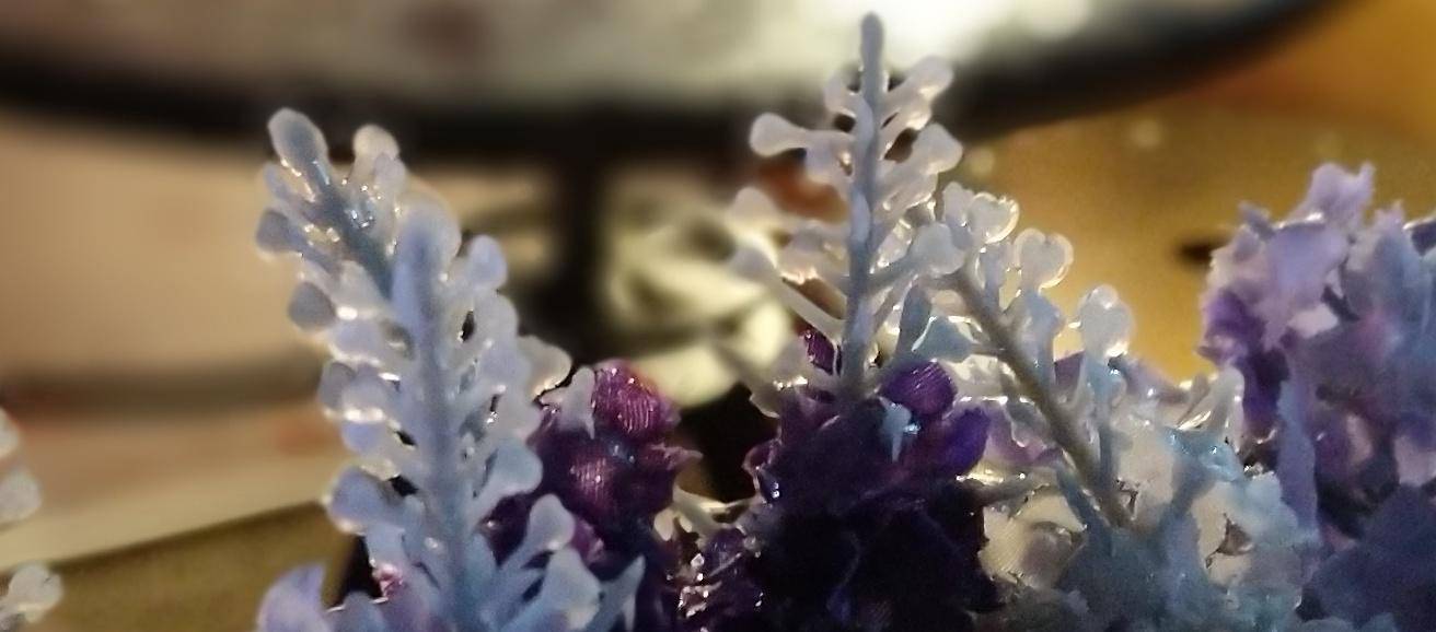 锤子坚果pro2s测评照片,坚果pro2s拍照小白测评