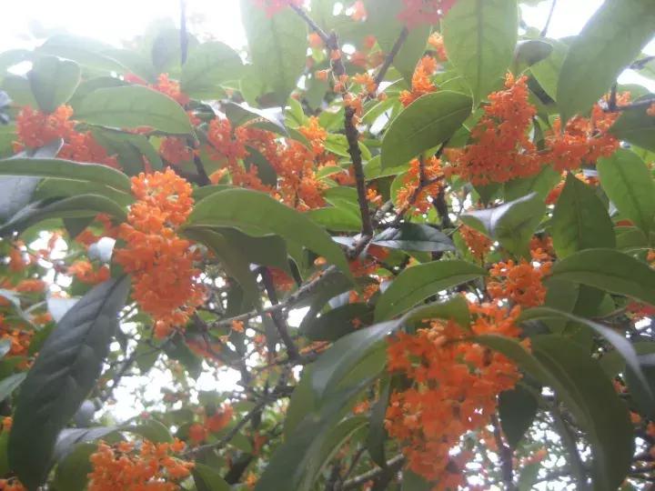 十大最香花卉,十大流行花卉排行榜