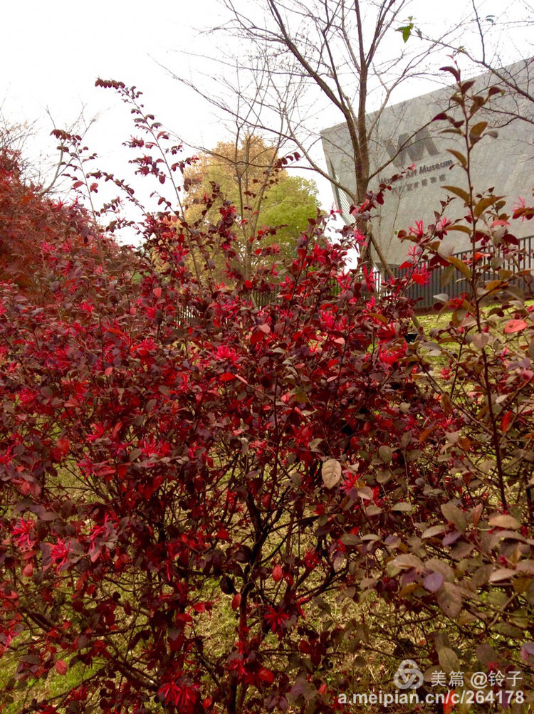 十大最美校园深圳大学,探访最美大学武汉大学