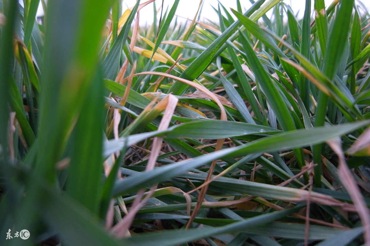 小麦除草剂药害后怎么补救,小麦发生除草剂药害后怎么补救