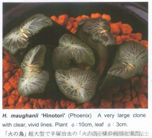 日本也买假货？这些多肉植物就是铁证！