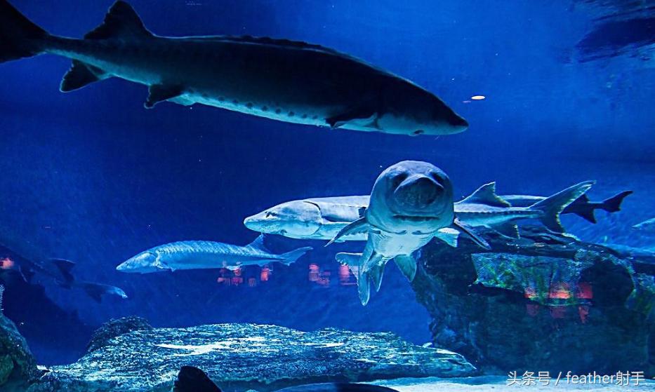 太平洋海洋馆和北京海洋馆哪个好,北京海洋馆和上海海昌海洋馆