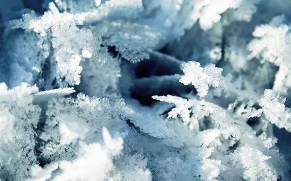 植物冻了怎么补救,植物干枯了还能救活吗