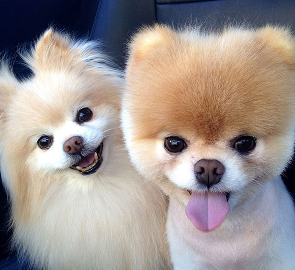 每日一读狗狗品种罗威纳犬,每日一读毛选