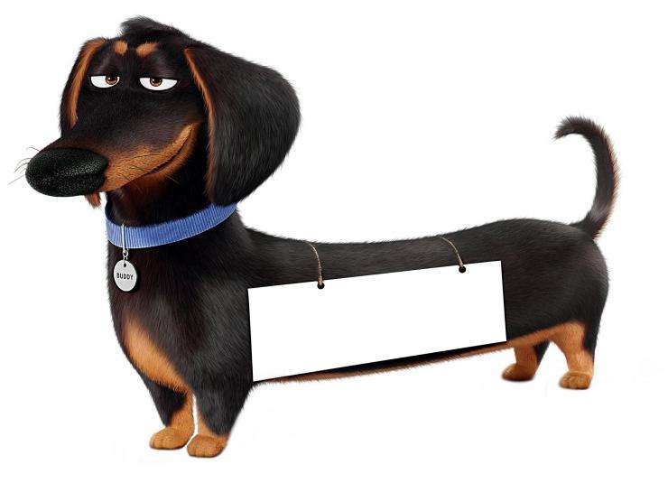 狗狗品种大全及图,狗狗品种大全价格