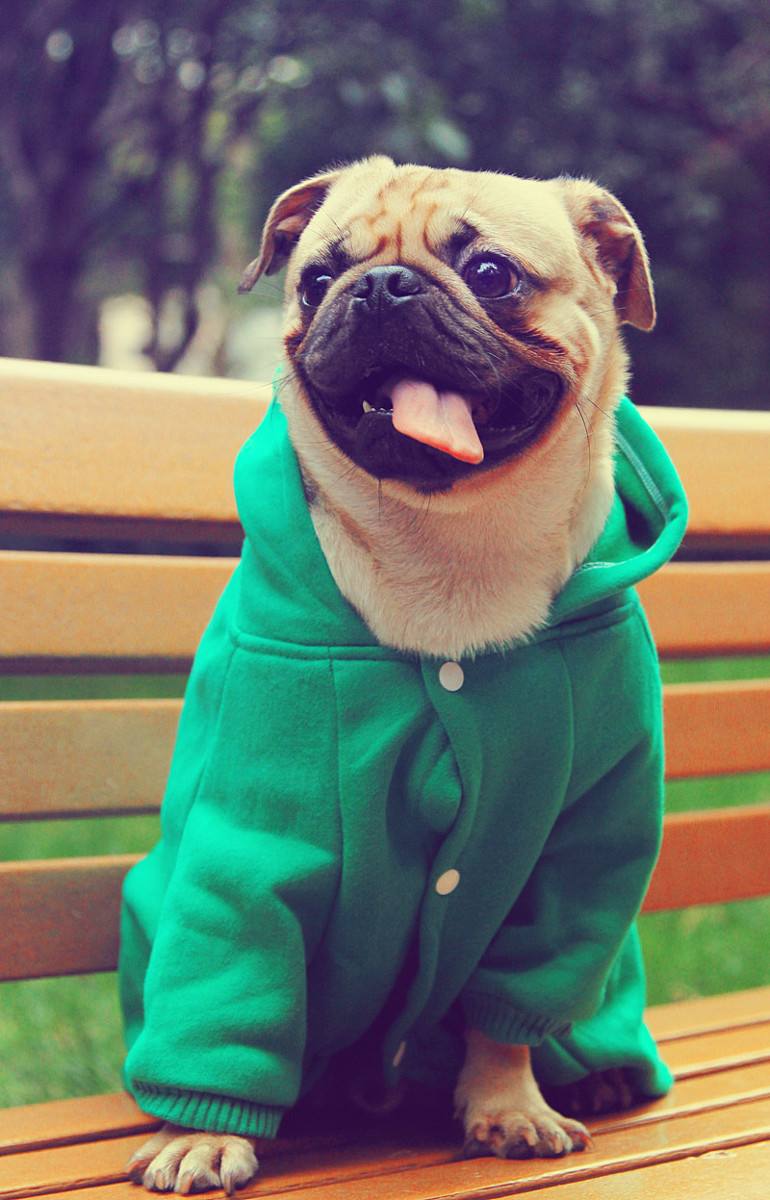 狗狗品种大全及图,狗狗品种大全价格