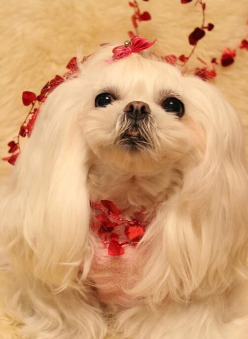 狗狗品种大全及图,狗狗品种大全价格