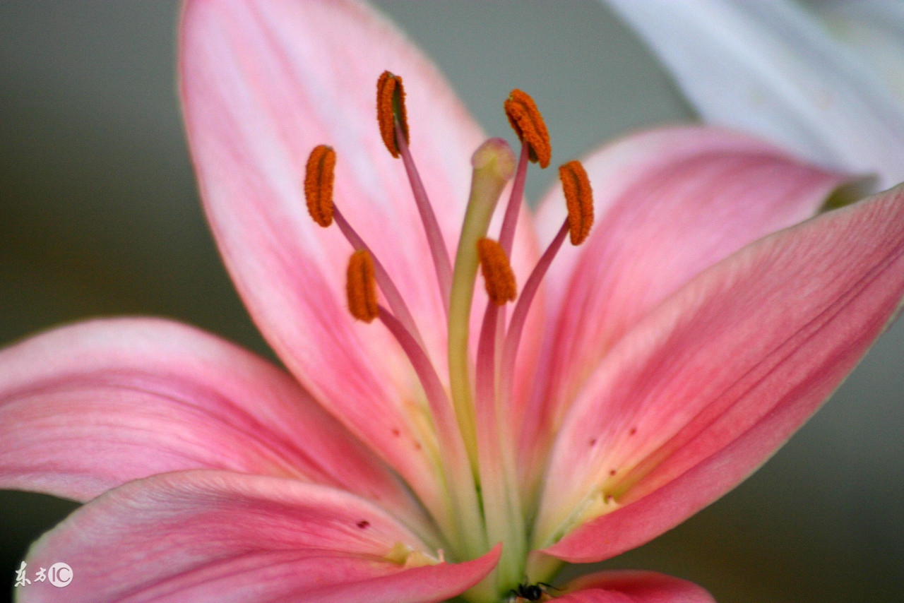 女人中年“倒春红”“倒开花”，究竟是枯木逢春还是暗疾已生？