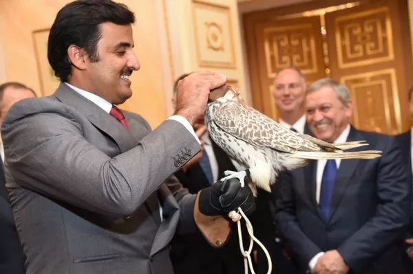 卡塔尔的隼从哪里来的,卡塔尔王子鹰隼