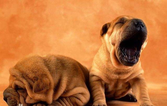 狗狗品种大全及图,狗狗品种大全价格