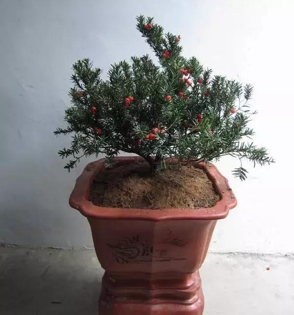 红豆杉盆栽如何介绍,红豆杉盆景教程