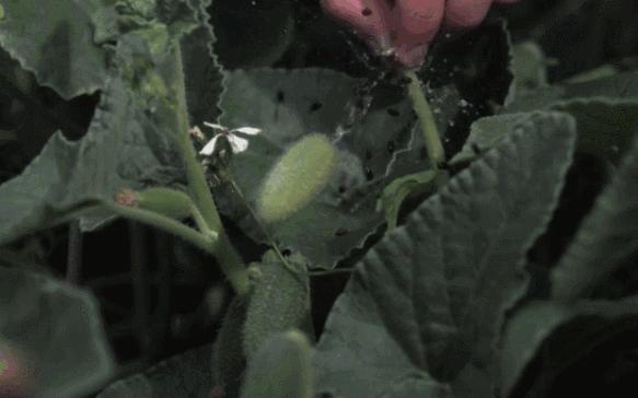植物传播种子的方法有哪些二年级,植物的果实和种子传播方式有哪些