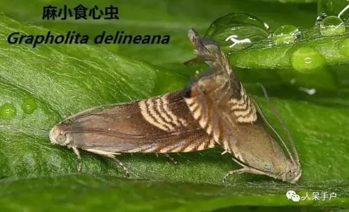 幺蛾子介绍,蛾子的宝宝