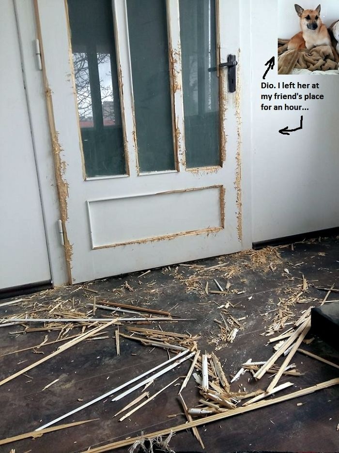 狗狗乱咬东西该怎么办泰迪,狗狗乱咬东西乱叨东西怎么去纠正