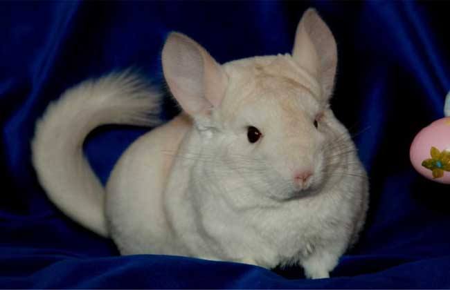 龙猫喂养最好的方法,龙猫喂养的正确方式