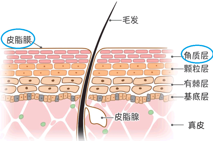 初学者扫雷技巧,护肤扫雷贴解析