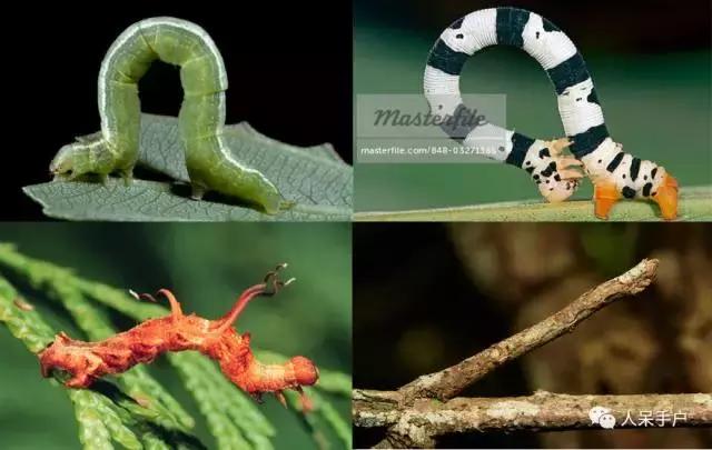 幺蛾子介绍,蛾子的宝宝