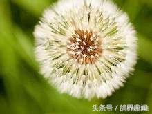 养鸽子必备的药物,要想鸽子不生病平常喂点什么呢