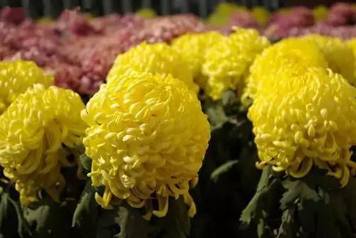 河南礼物开封,河南特产适合送人礼物开封