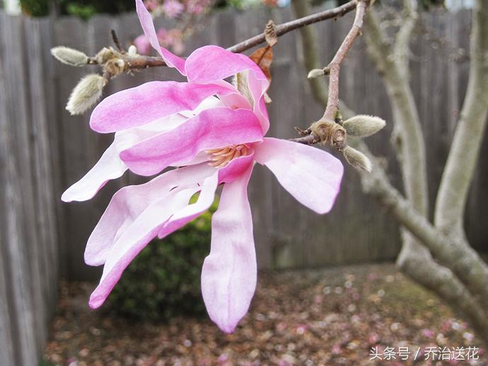 祖玛珑香水星花木兰,祖马龙花木兰香氛