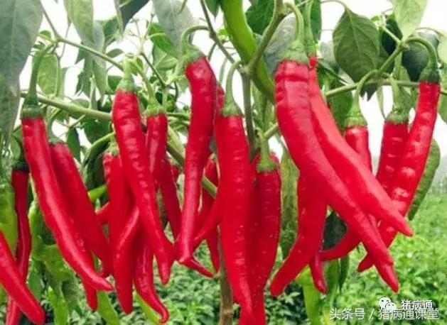 辣椒有何妙用,辣椒在养猪中的妙用