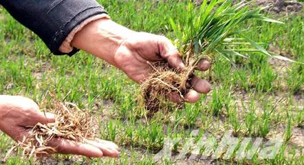 小麦苗弱苗黄如何补救,小麦黄苗死苗什么原因怎么补救