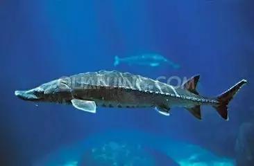 世界顶级鱼子酱多少钱一克,顶级鱼子酱一盎司多少钱