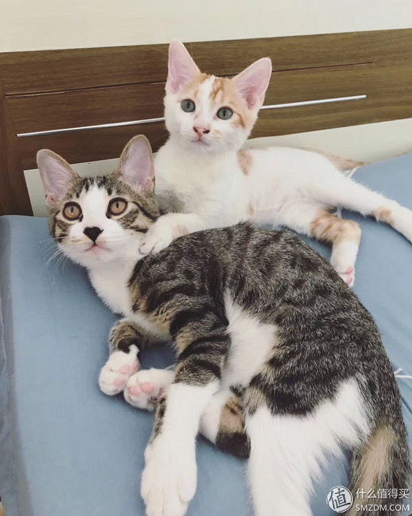 捡到的猫咪要不要归还给原主子,捡到一只流浪猫要注意事项