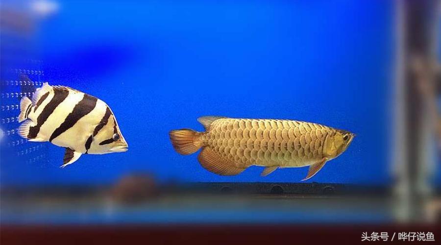 观赏鱼大缸单养霸气的泰国虎鱼,高端观赏鱼泰国虎鱼怎么样