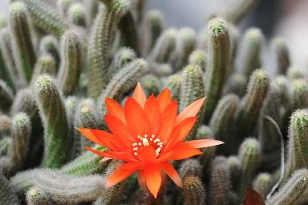 仙人指开花以后养护技术,仙人指怎样才能开花