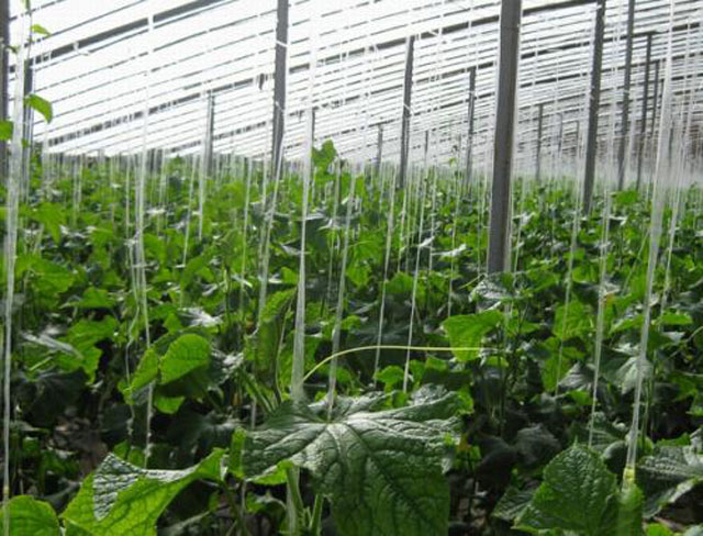 大棚黄瓜土壤盐害怎么解决,黄瓜氨气害最佳治疗方法