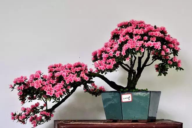 杜鹃花的鉴赏方法,关于杜鹃花的养护知识资料