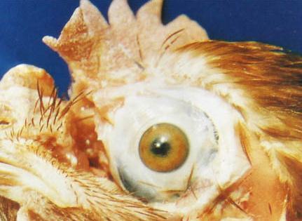 鸡马立克病有什么特征,鸡群为什么容易发病