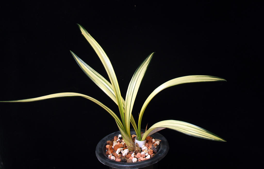 常见的药用兰花图片,路边很常见兰花图片