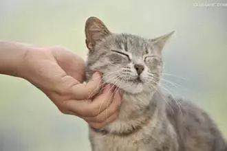 武汉市联合宠物医院怎么样,武汉联合动物医院养宠物