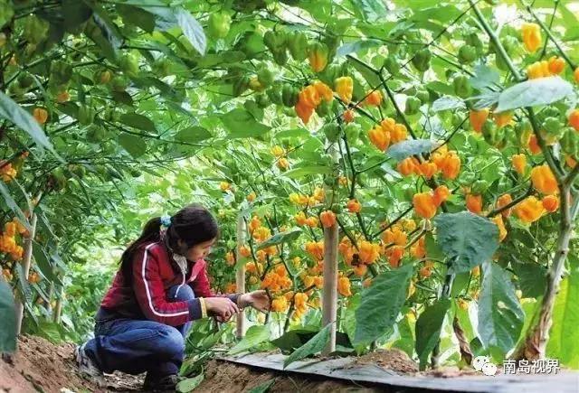还在纠结送什么礼物吗,海南十大特色伴手礼
