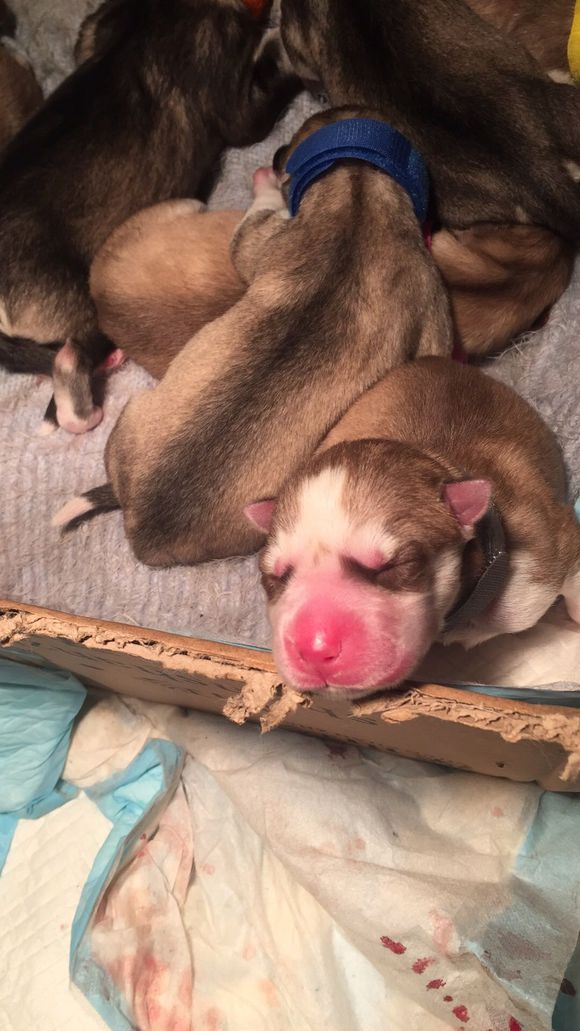 二哈怀孕两个月肚子什么样子,二哈怀孕第5周