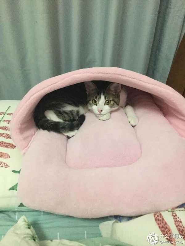 捡到的猫咪要不要归还给原主子,捡到一只流浪猫要注意事项