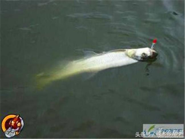 钓叟张演义第二回钓具DIY：擒黄颡首战告捷，失白翘再钓铩羽