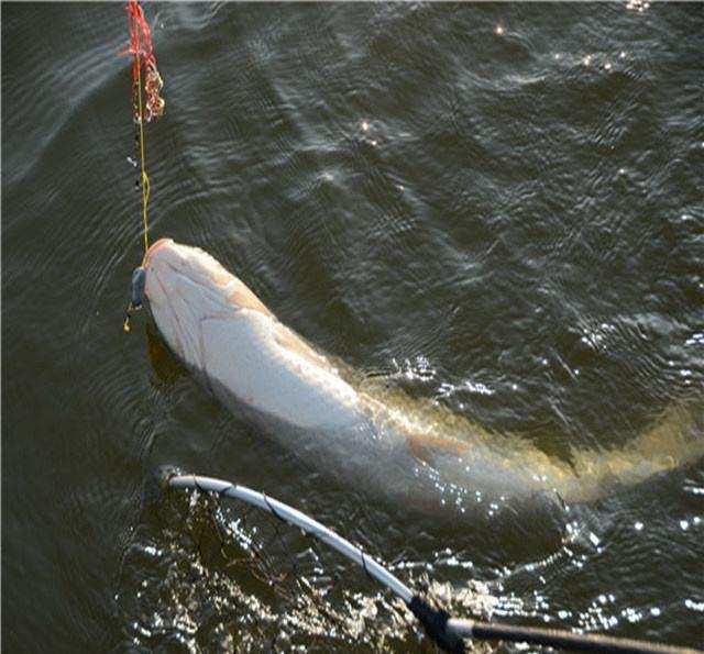 32味中药材钓鱼药酒配方,有没有简单的钓鱼药酒