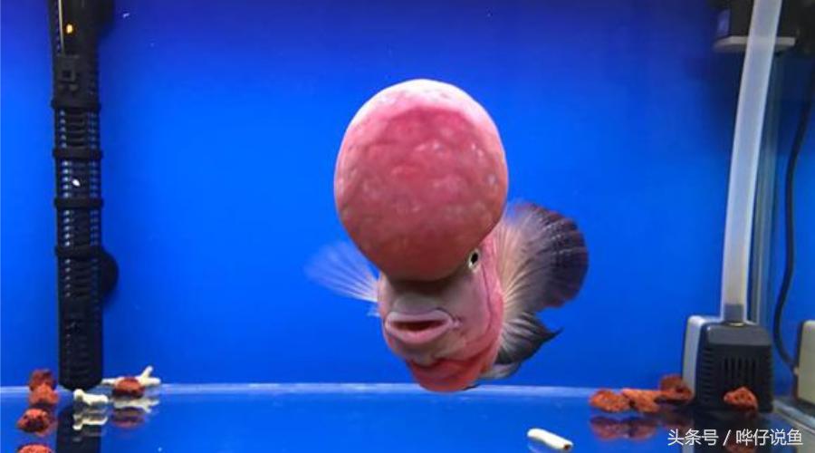 最经典的罗汉鱼,奇特罗汉鱼