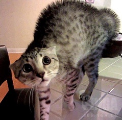 全都太有才了！NGA论坛水友集体COSPLAY魔兽世界技能图标