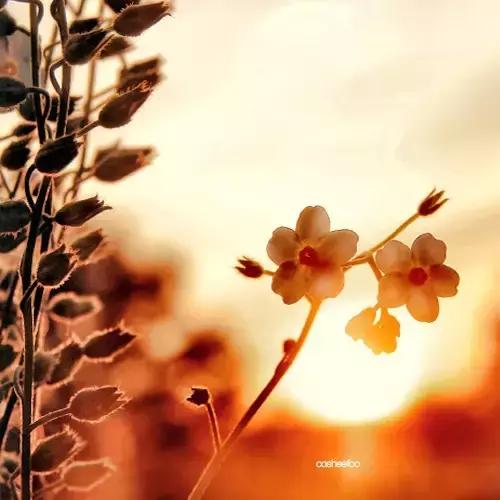 小小说乡村故事,小小说在线阅读