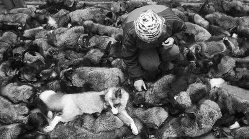 尼布楚条约,中国看似赢了,其实吃了大亏,很多人都没想到